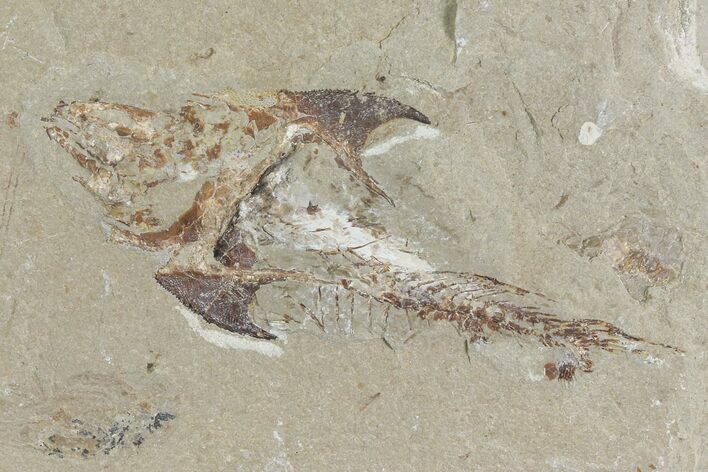 Fossil Crusher Fish (Coccodus) - Hjoula, Lebanon #112658